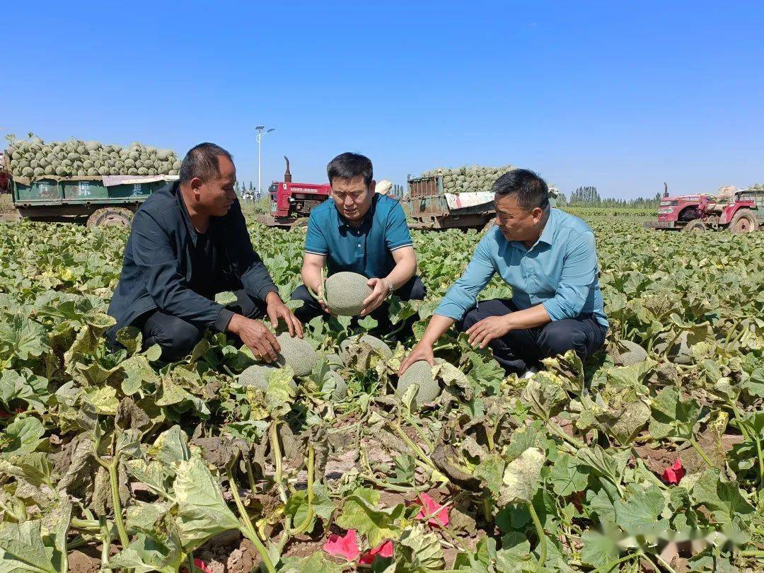 五原县复兴镇:蜜瓜产业助推乡村振兴"加速跑"