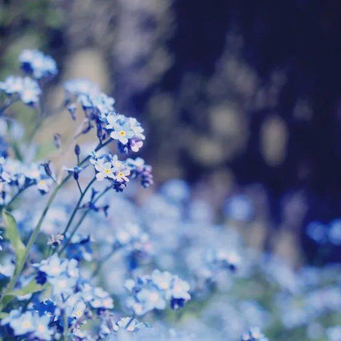 纸什么花成语_成语故事简笔画(3)