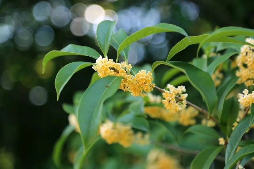 问答 上海第一波桂花终于开了 比去年晚了63天 今年花期为何姗姗来迟 银桂