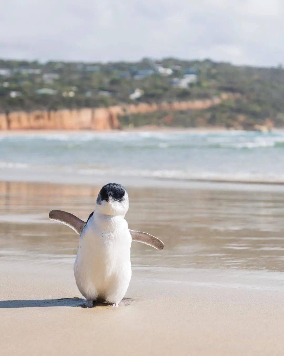 5 年2小蓝企鹅在出生的第一年就能旅行超过 1,000 千米