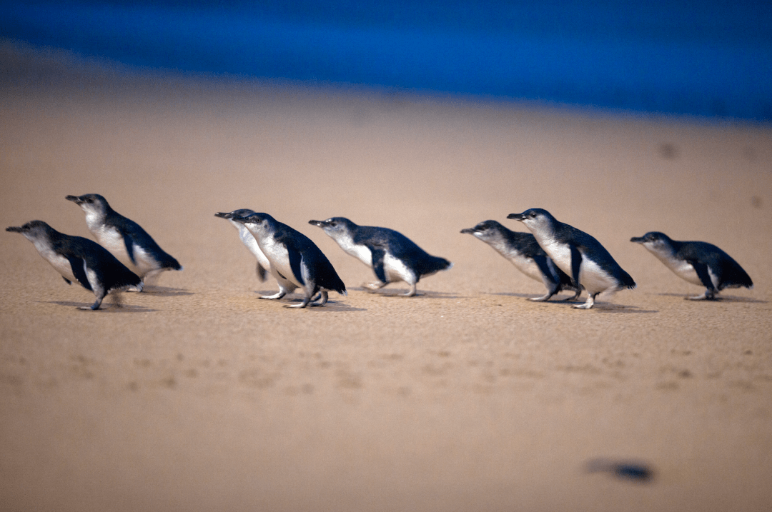 little penguin / fairy penguin小蓝企鹅澳大利亚萌物档案馆图