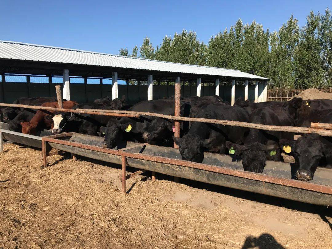 致富经肉牛养殖(致富经养牛致富故事视频)