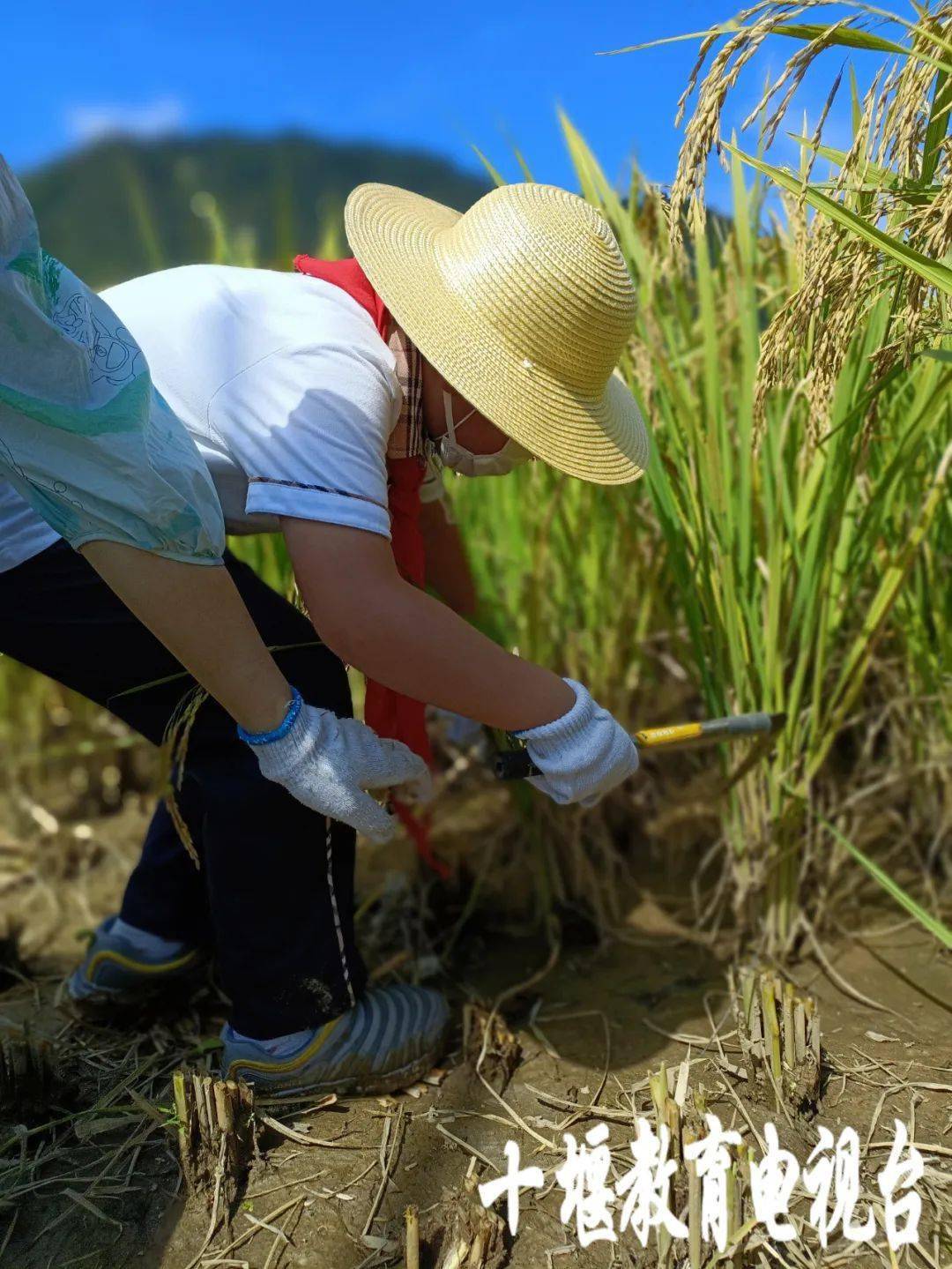 9月22日,市实验小学组织三年级(5)班的学生深入张湾区黄龙镇水稻种植