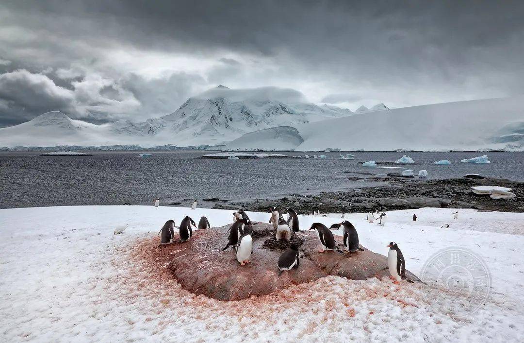 摄影|获奖公布丨2021第十届台中国际摄影艺术展作品（自然组）