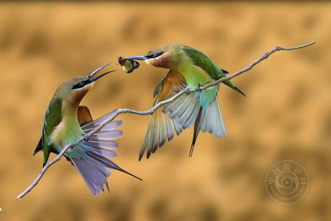 摄影|获奖公布丨2021第十届台中国际摄影艺术展作品（自然组）