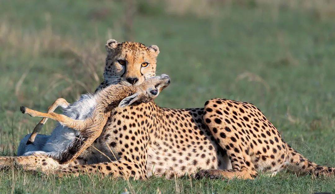 摄影|获奖公布丨2021第十届台中国际摄影艺术展作品（自然组）