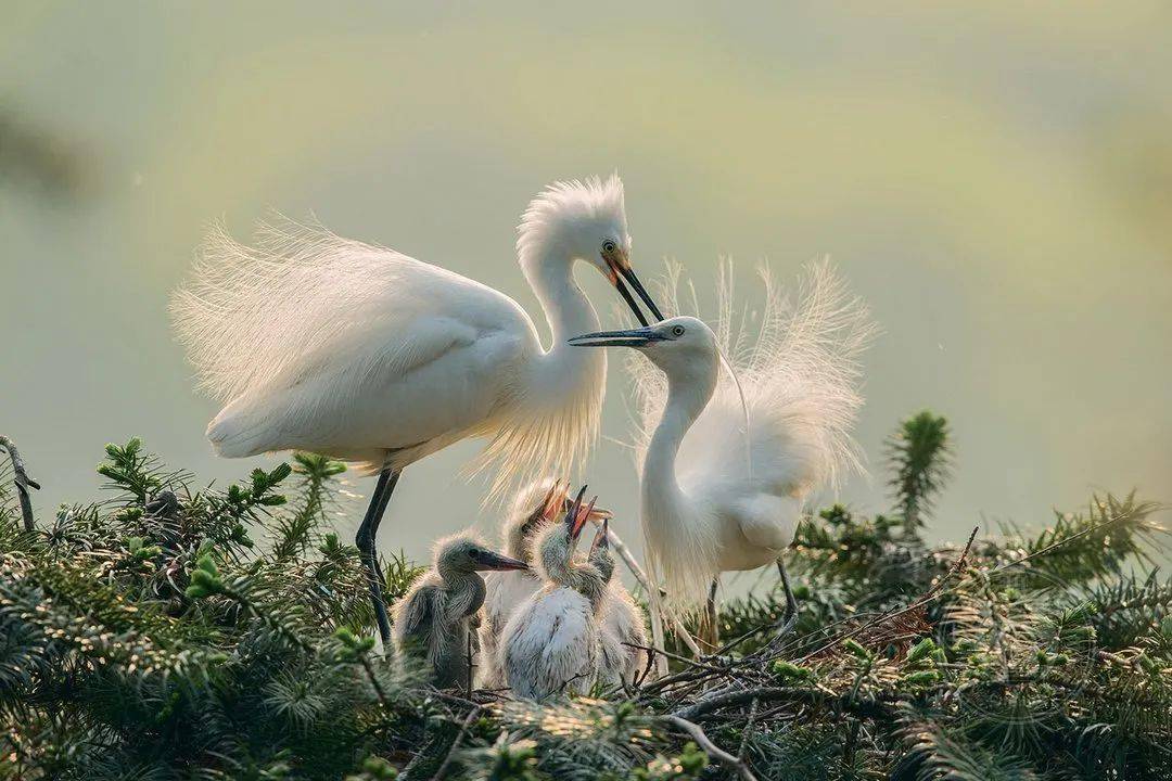 摄影|获奖公布丨2021第十届台中国际摄影艺术展作品（自然组）