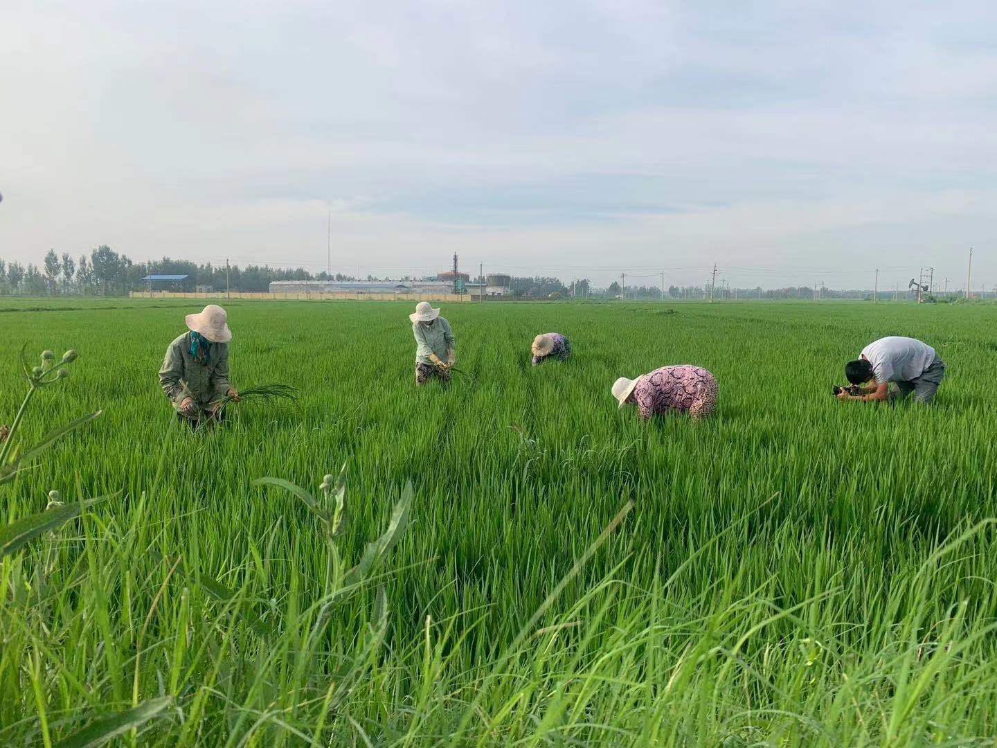 在田间种植水稻的村民受访者供图
