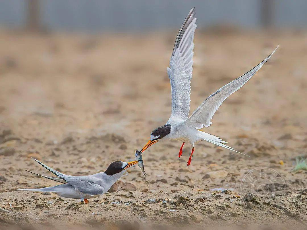 摄影|获奖公布丨2021第十届台中国际摄影艺术展作品（自然组）