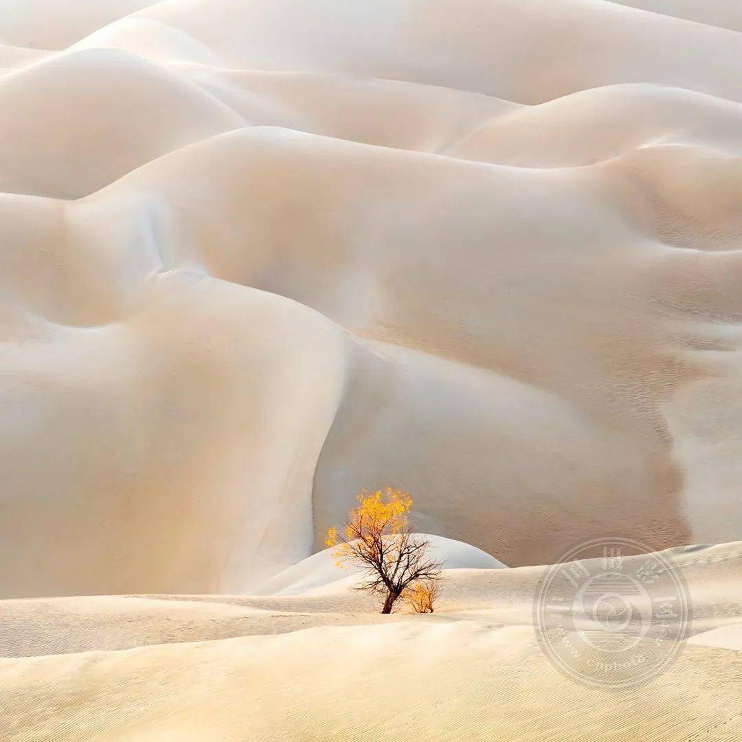 摄影|获奖公布丨2021第十届台中国际摄影艺术展作品（自然组）