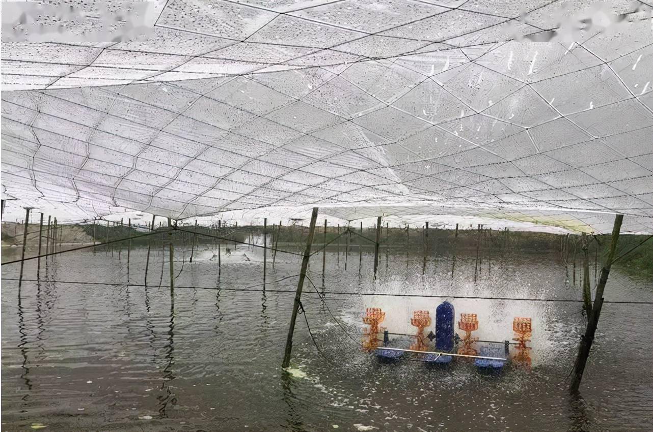 冬棚养虾的利于弊如何才能养好冬棚虾看到就是赚到