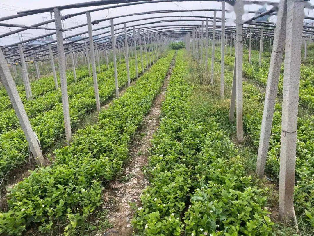 花都青州助农超低价茉莉花这样养年年都能开满盆