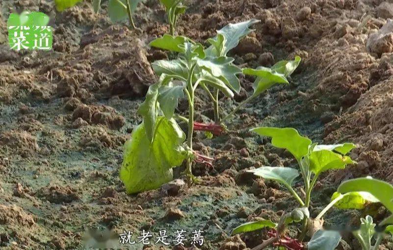 蔬菜幼苗整天萎靡不振竟是它惹的祸
