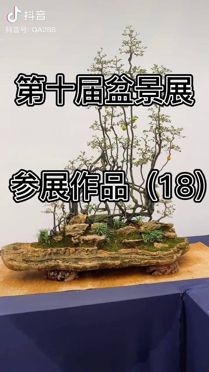 重庆盆景大师左世新作品生命之韵如果你也喜欢盆景可以给我点个小红心