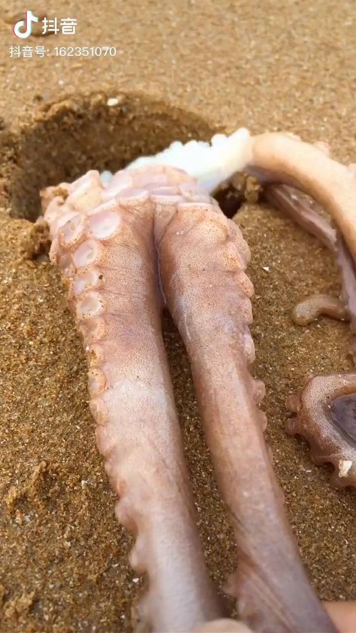 一斤多的八爪鱼腿太长了山东哥们吨吨吨