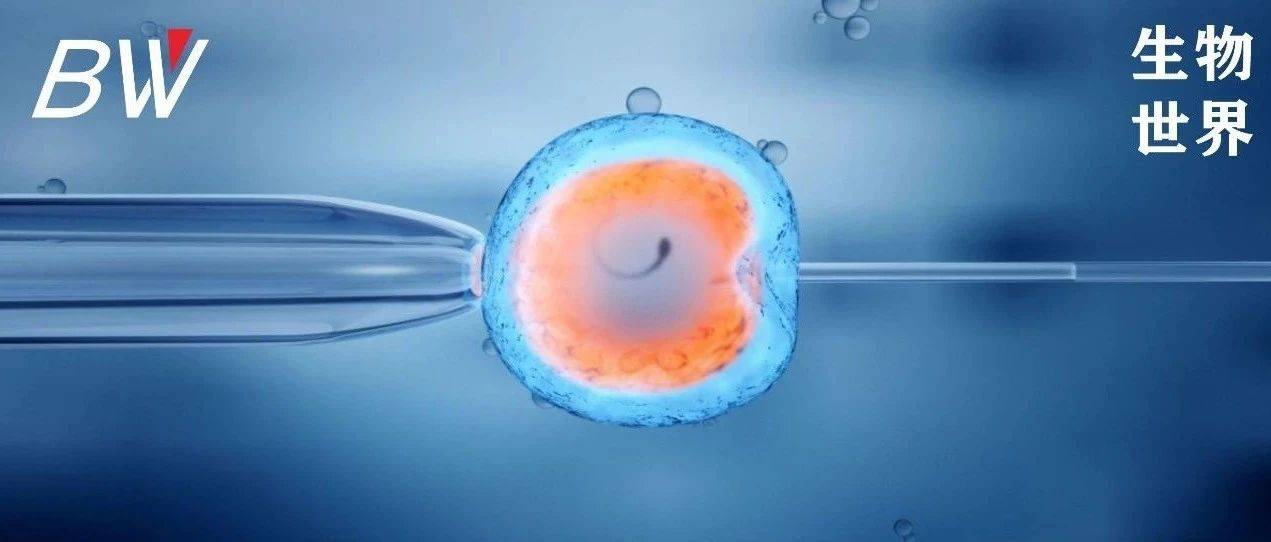 精子不行？有希望了！日本科学家发明人造精子，并产生健康、可生育的后代细胞