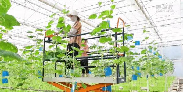 海南省|种菜用上自动化 科技大棚助增收