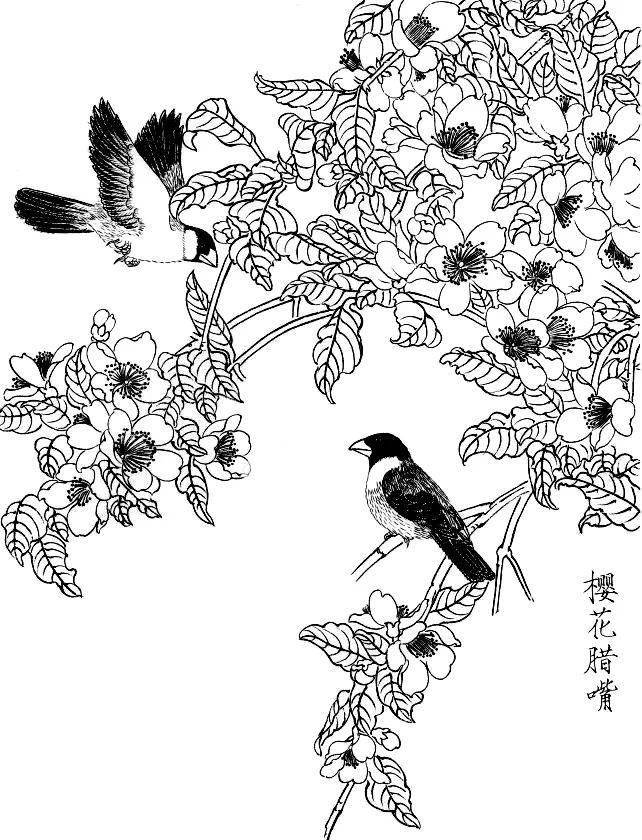 素材一组白描花鸟画稿25图