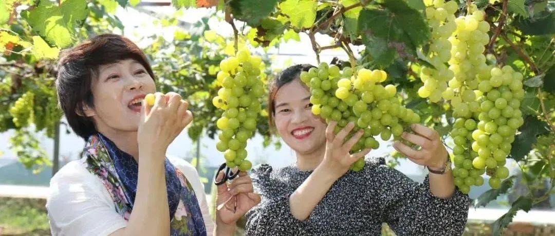 丰收的季节……一起去采摘吧！_葡萄