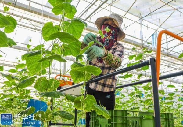 海南省|种菜用上自动化 科技大棚助增收