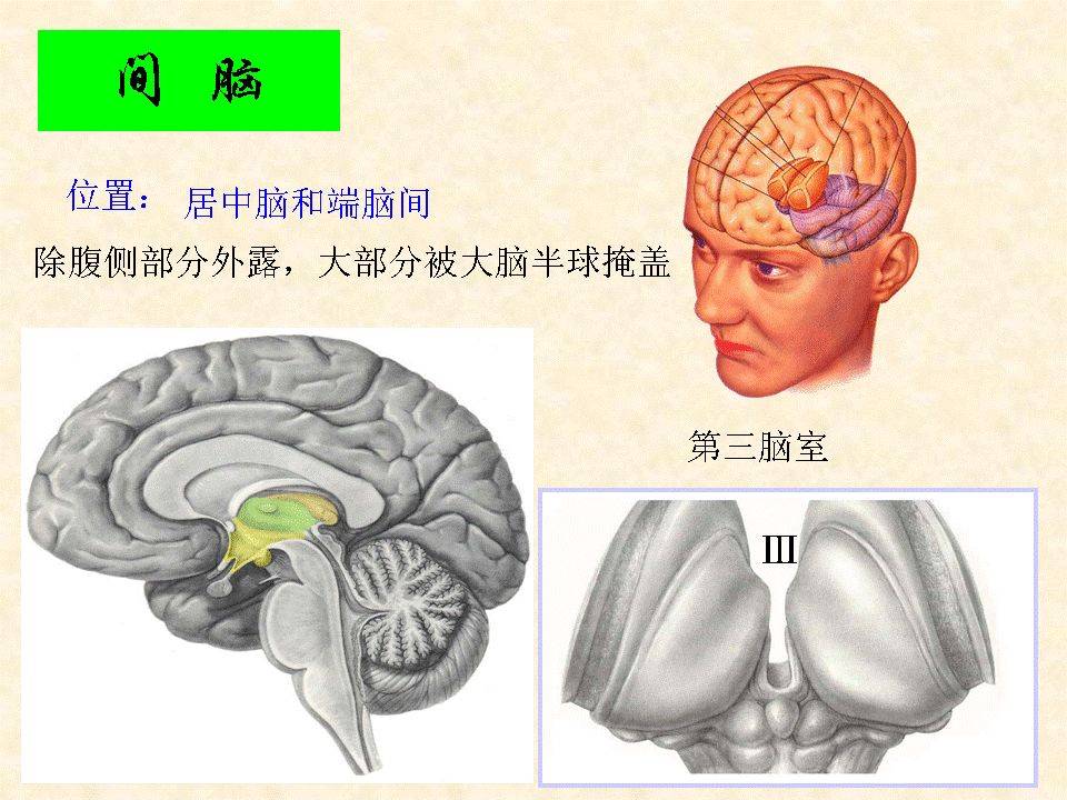 中枢神经系统解剖脑干小脑及间脑