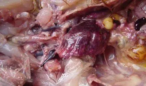 肉鸡肺炎黑肺的成因及防控措施