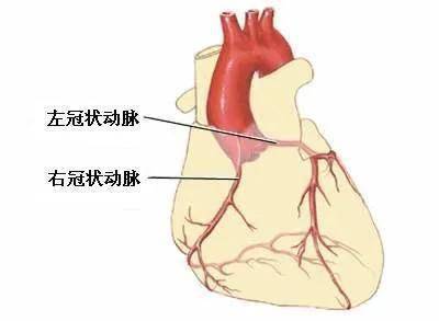 前降支,迴旋支,右冠狀動脈是三根血管的名字,就好像有人叫張三有人叫