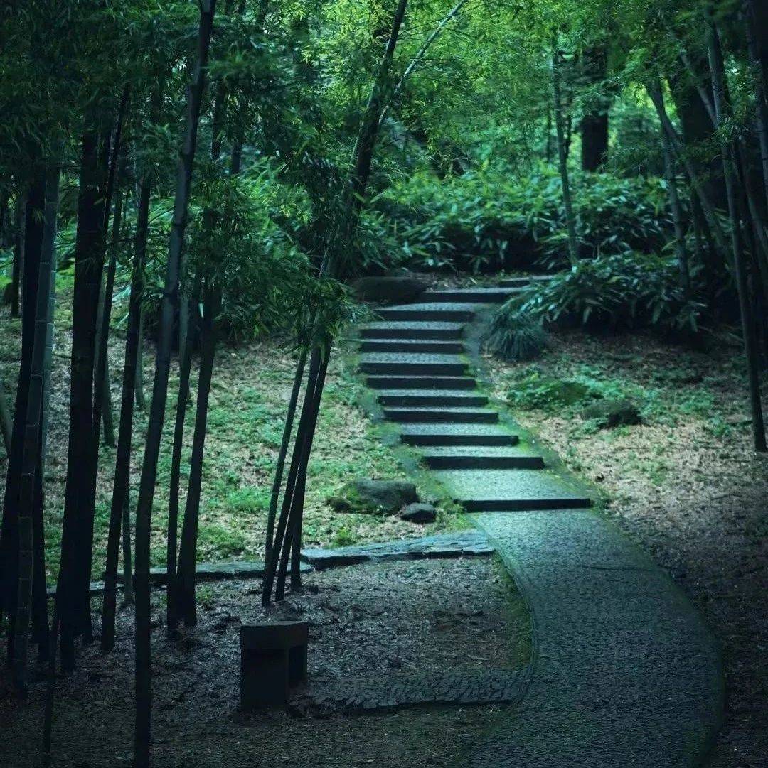 竹，最高境界的风骨。_竹子