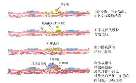 起到快速止血的作用让伤口处的血液凝结成块释放出一种物质在人体血液