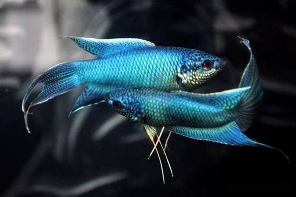 这种鱼当年河沟,稻田中常见,现在难得一见,甚至沦落成饲料鱼