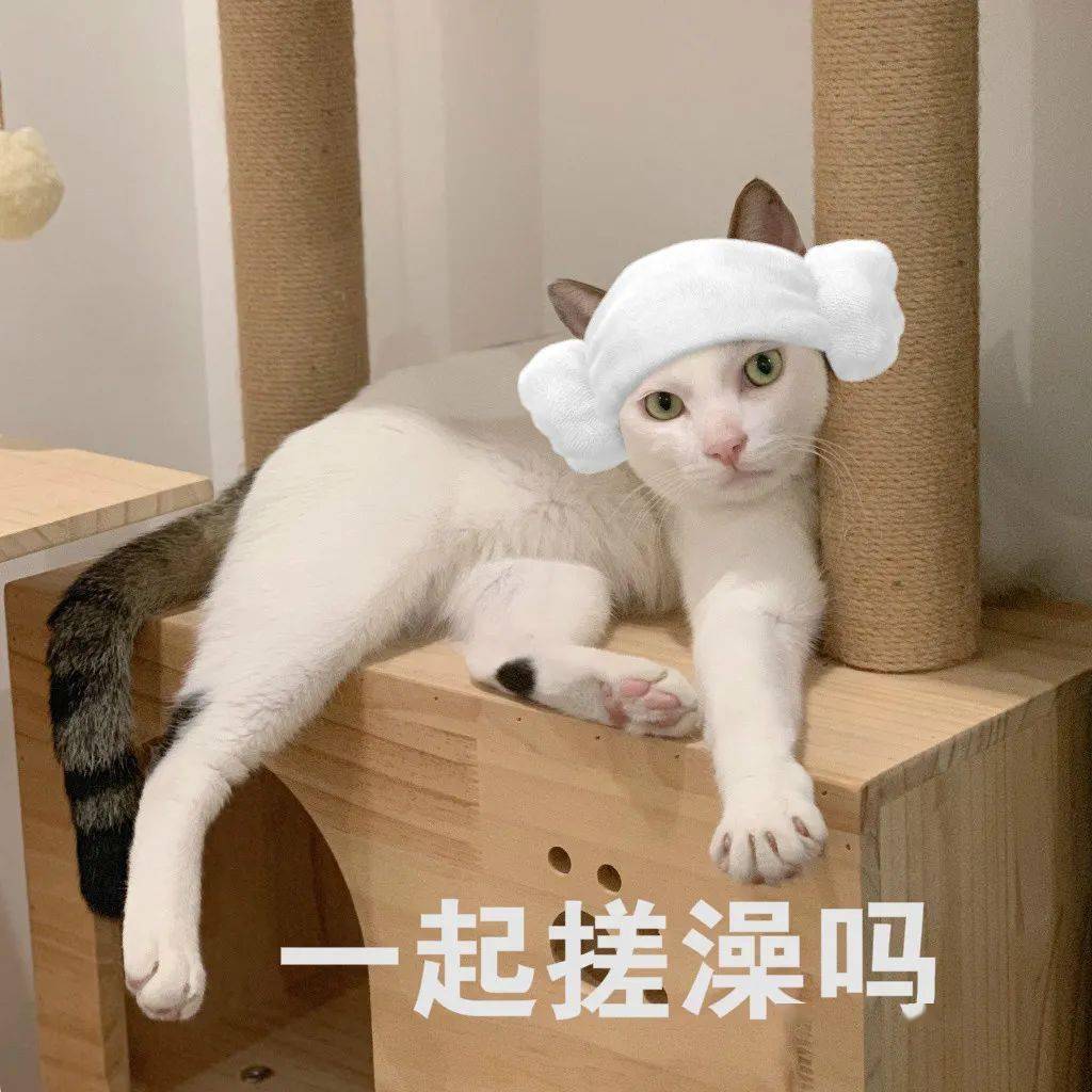 怎么还不放假啊啊啊啊丨第208期猫咪表情包