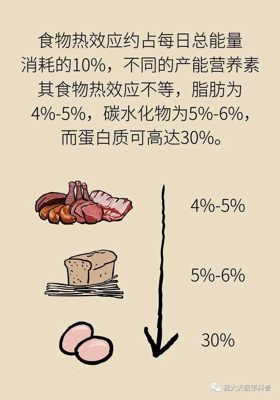 代谢|长胖是因为代谢变慢了？代谢表示不背这个锅