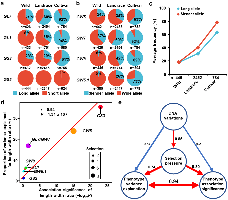 Nat.Commun.|华中农大开发了一种快速、高通量克隆数量性状位点（QTL）基因的新方法，并发现水稻粒形的定向驯化特征_遗传