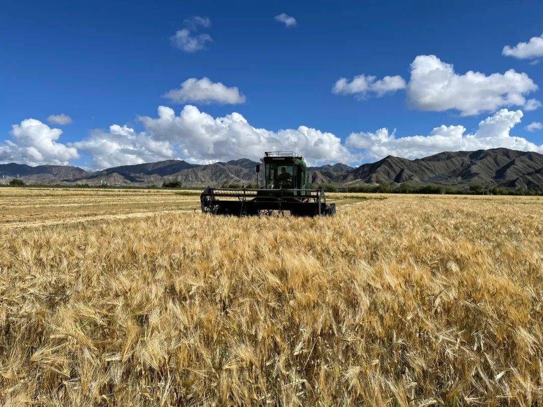 在世界青稞之乡北大荒绽放现代农业巨能量