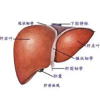 恶性肿瘤|教你如何看懂体检报告