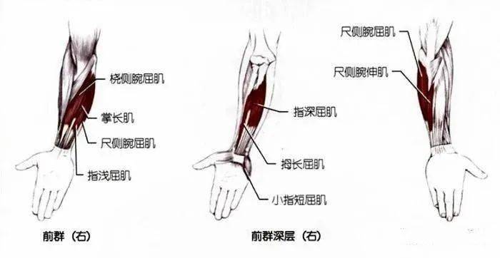 你要学习的手臂肌群拉伸都在这里了