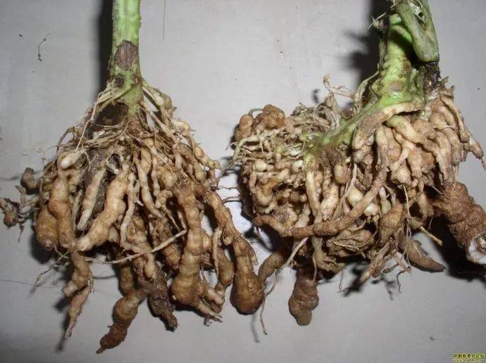 根结线虫是黄瓜,西瓜,甜瓜,番茄等多种作物危害最严重的地下害虫,随着