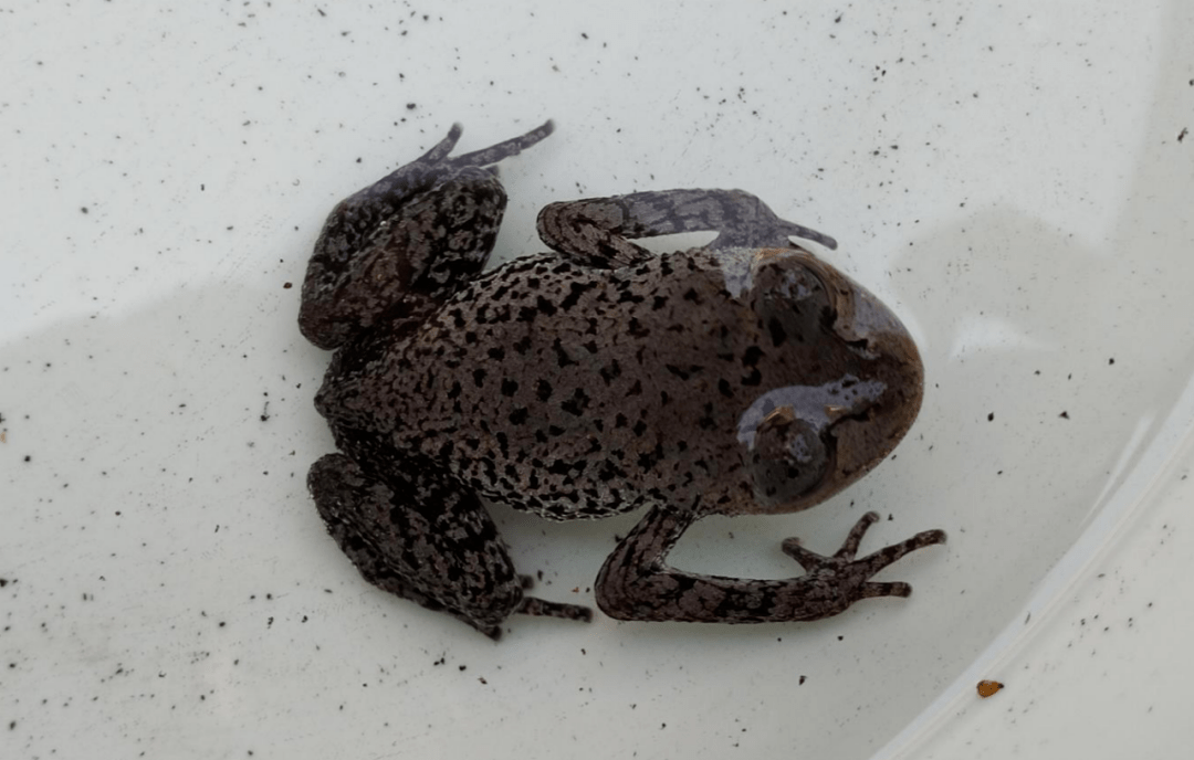 云南乌蒙山管护局拍摄到国家二级重点保护野生动物—-峨眉髭蟾