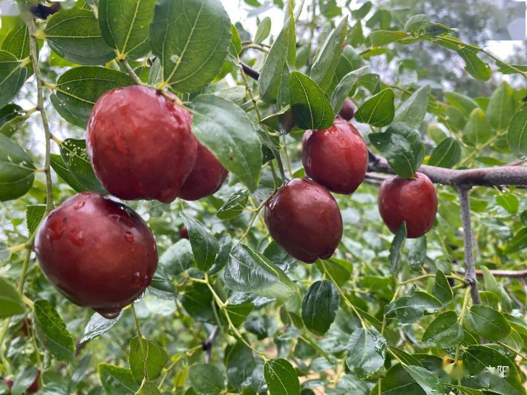 2021山东宁阳大枣文化节开幕 山东宁阳大枣产业研究院成立揭牌