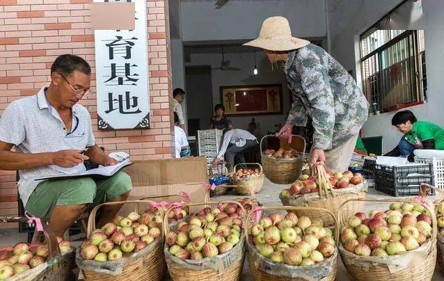 无花果排行_8万斤无花果不好卖,树上还挂着25万斤,市场3.5元一斤,不值钱了