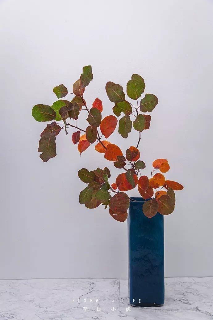 属于秋天的叶材,一个也不能少!