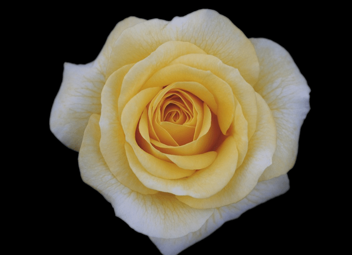 每日一花月季卡特道尔黄得非常亮眼