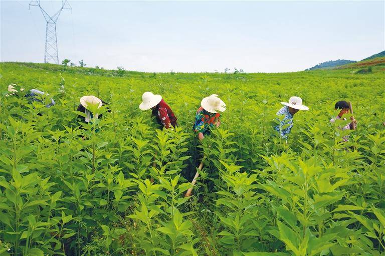 山东菊芋种植加工基地图片