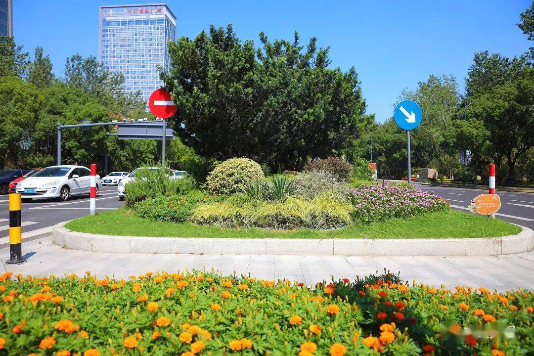 嘉兴最美的秋色,都挥洒在南湖大道上