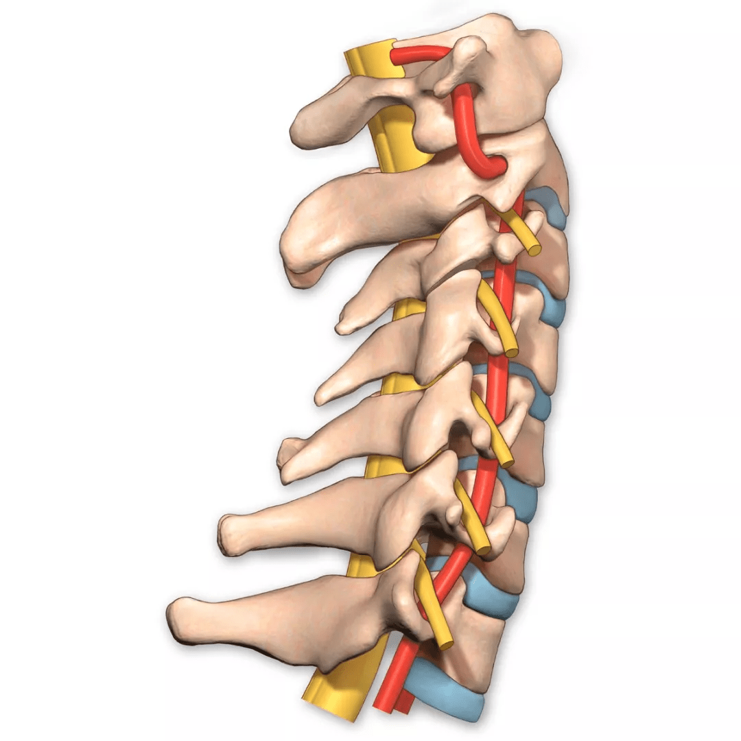 基础必学:椎动脉走形图谱