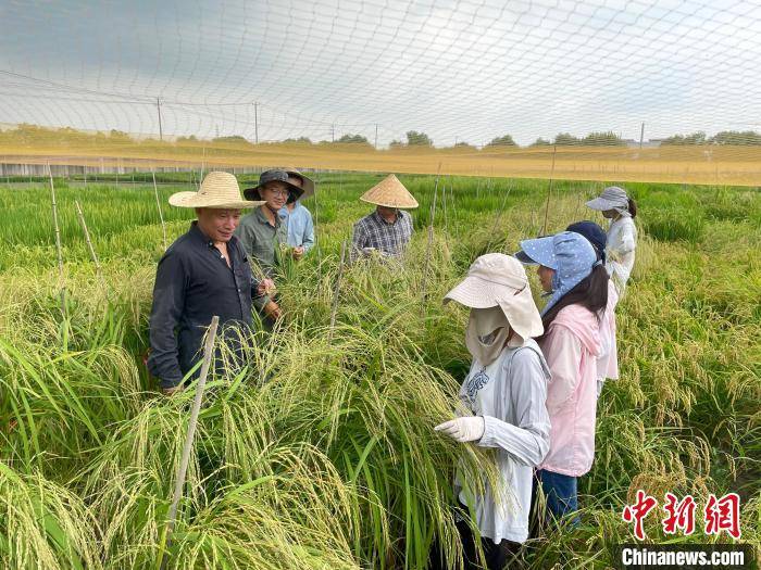 何祖华|助力“绿色育种” 科研人员揭示植物“聪明的防卫艺术”