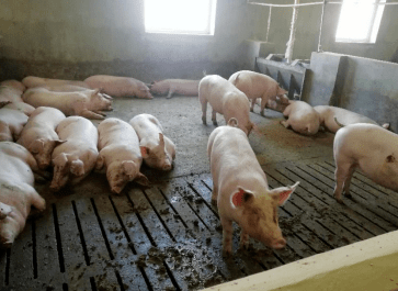 非洲猪瘟弱毒株肆虐下,猪群正确采样的方法