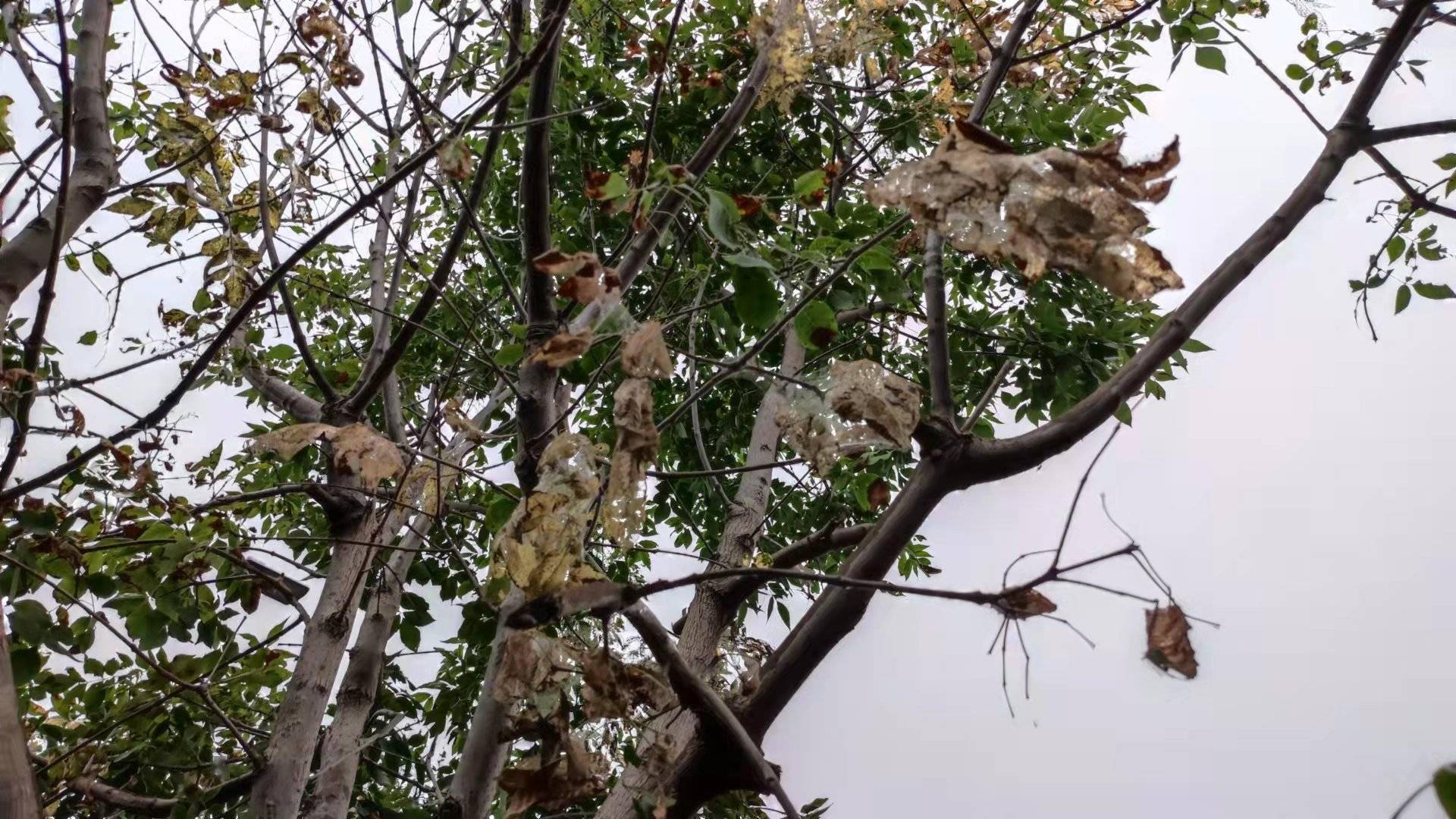 什么繁叶茂成语_花繁叶茂(5)