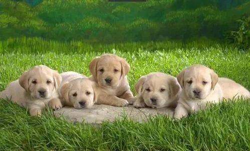 怎么看小狗的性格好不好 af95dec671234b1fb8a9249106889ed7.jpeg