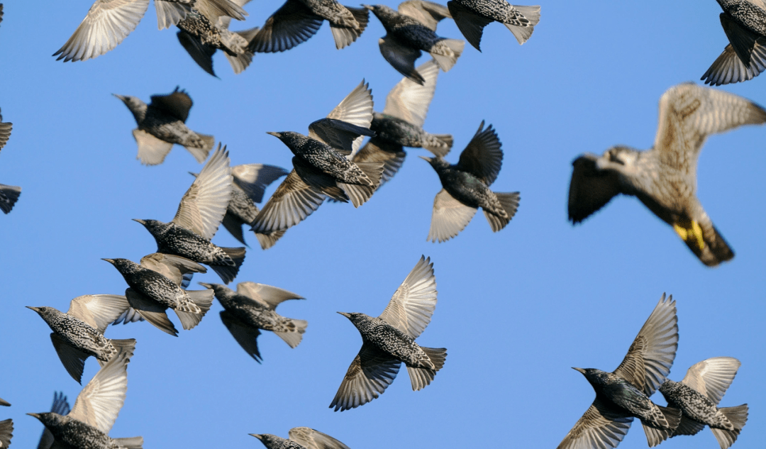 鸟群之谜:游荡在混沌与秩序边缘的天空舞者